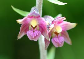 Helleborine Wild Flower