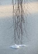 Ice Tree Snow