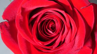 Rose, center of Red Flower, top view