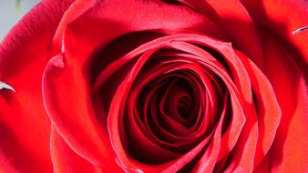 unusually beautiful big Rose Red Flower