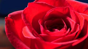 unusually beautiful Rose Red