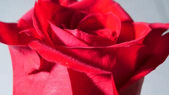 stunningly beautiful Rose Red