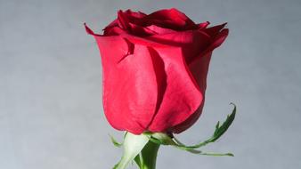 impressively beautiful Rose Red Flower