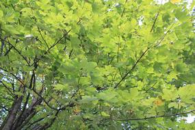 trees Leaves branches