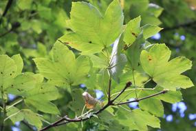 Leaves Tree