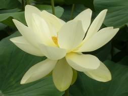 absolutely beautiful Water Lilies white