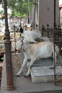 Goat Cemetery