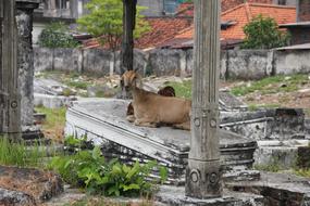 Surabaya Goat