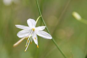 macro view ofd goodly Grass Wild Lily Flower