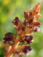 Blood Red Broomrape Wild Flower