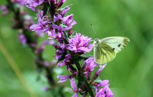 White Loosestrife Butterfly on Wild flower