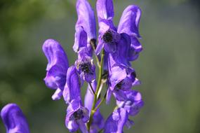 Monkshood Wild Flower