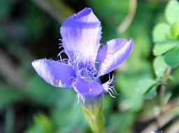 stunningly beautiful Ragged Gentian Blossom