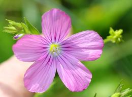 macro view of Sticky Lein Wild Flower