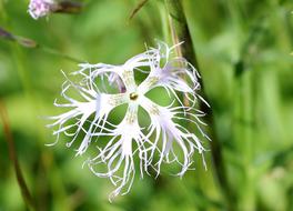 white Wild Flower on a blurred background