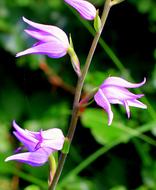 Red Wild Flower of the Waldweglein Orchid
