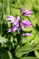 Red Waldvoglein Orchid Wild Flowers