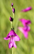 Marsh Gladiolus Blossom