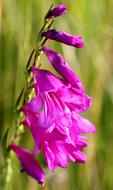 goodly Marsh Gladiolus Blossom