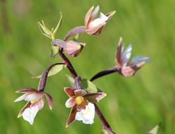 Swamp Gigantea Orchid flowers on a blurred background