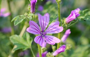 perfect Wild Mallow Pink