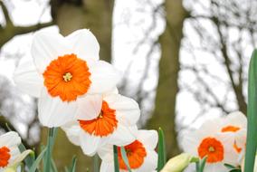 Flower Garden orange and white