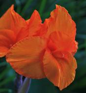 Canna Flower close-up on blurred background