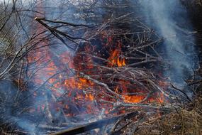 smoke and burning branches in the forest