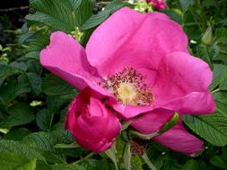 Rose Bloom Flowers