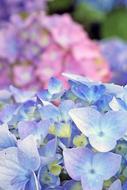 unusually beautiful blue pink Hydrangea Blossom