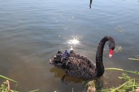 Swan Black Lake