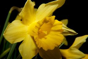 wonderful Daffodil Narcissus