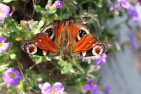 stunningly beautiful Peacock Butterfly Spread