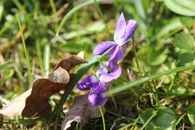 Purple Viola flower