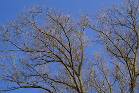 Sky Blue Tree