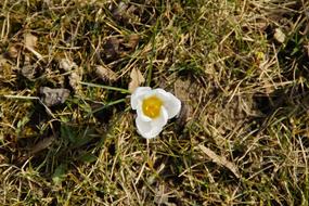 Crocus white flower