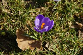 Crocus Spring Purple flower