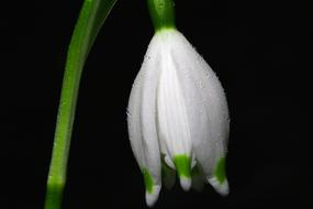 fabulous Snowflake Flower