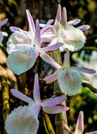 Dendrobium, Wild Orchid, White and Violet flowers