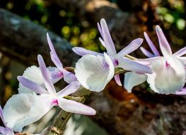inflorescence of Orchid with White and Violet flowers