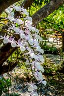 Orchid White and Violet tree