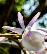Wild Orchid White and Violet