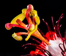 Passion Blossom drawing