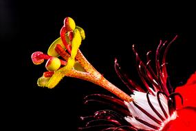 fabulous Passion Flower on black background