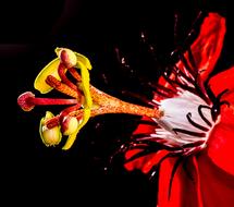 Passion Blossom