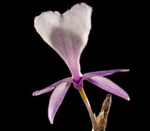 perfect Wild Orchid