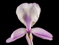 closeup photo of White and Violet perfect Wild Orchid