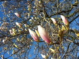 Magnolia Bud tree blue sky