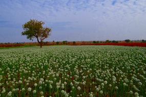 Onion Flower Farm Seed-Farming