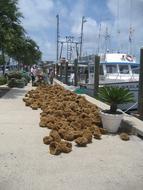 Sponges Florida Sponge